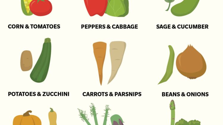 18 Vegetables You Should Never Grow Together